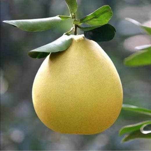 黄金蜜柚1.8-3.8斤（每周一发货）【LY】 商品图1