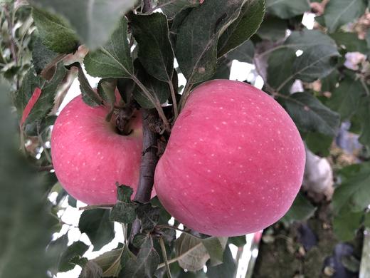 【现货】产地直发花牛+ 黄元帅+红富士组合装发货    一箱包装品尝三种口味 商品图2