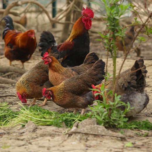 生态初生鸡蛋30枚装（过年也发货） | 绿家自产* Eco- egg | Self-production 商品图5