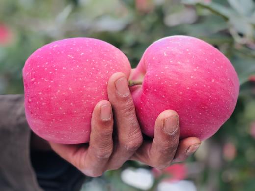 【现货】产地直发花牛+ 黄元帅+红富士组合装发货    一箱包装品尝三种口味 商品图3