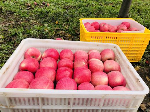 【现货】产地直发花牛+ 黄元帅+红富士组合装发货    一箱包装品尝三种口味 商品图1