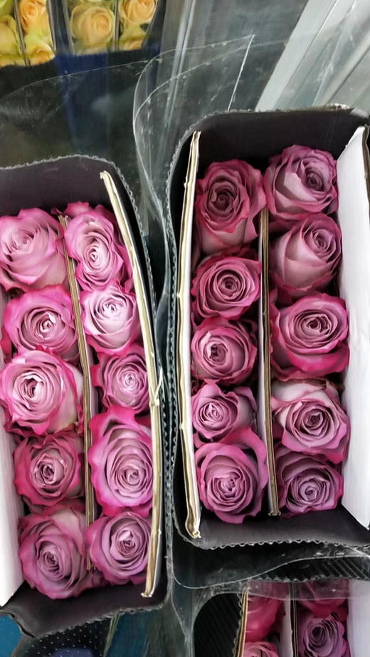 【秒杀福利】气场 20支/扎 商品图5