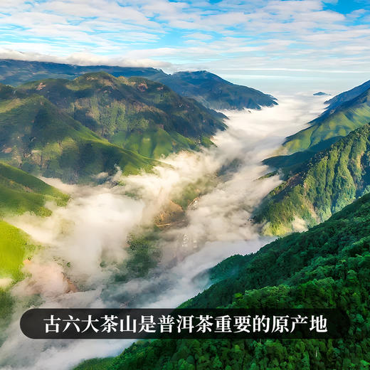 【积分兑换价：450元+500积分】【古六大茶山】古寨春联合农科院出品官方指定用茶2022年头春头采生茶一套内含6饼一次喝遍古六大茶山品味古六大茶山魅力，拍下加赠汝窑主人杯 商品图2