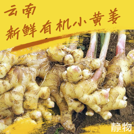 有机小黄姜 1斤/2斤/3斤/5斤｜云南文山【Y】 商品图2