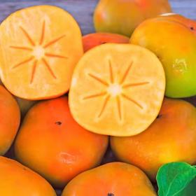 【云南蒙自糖心脆柿】顺丰到家 自然脱涩 脆甜爽口 好吃不腻 饱满厚实 果形端正 现摘现发 3种规格任选