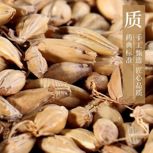 麦芽 药食同源康美中药饮片 独立小包装 商品图3