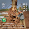 温释有机铁棍山药净重4斤/箱 商品缩略图6
