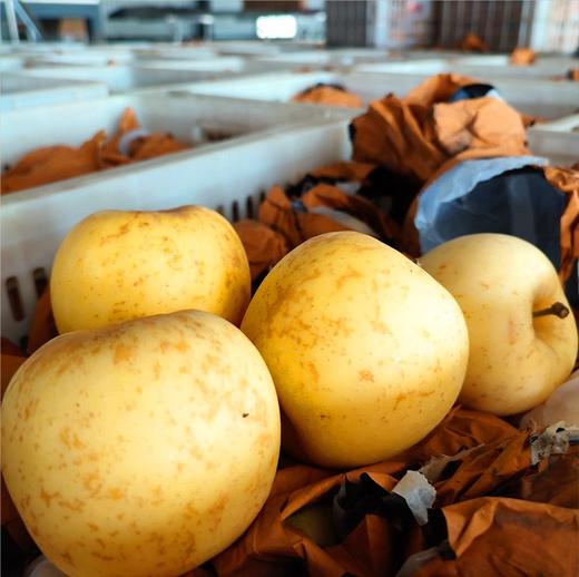 【快递停发，2月26日陆续发货】【新品上市】日本引进新品种 山东黄金维纳斯苹果 新鲜现摘 脆甜高糖17+ 纯甜无酸独特果绣苹果 商品图1