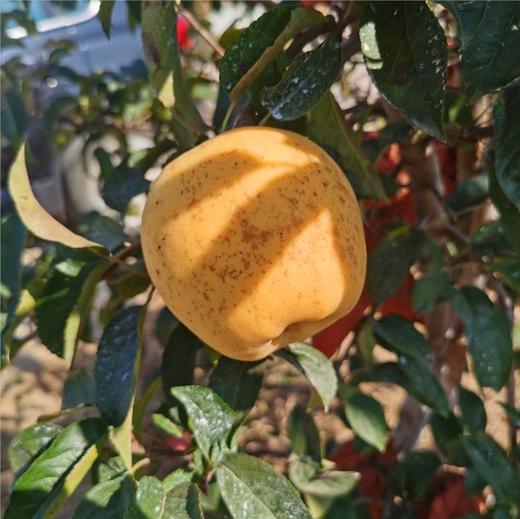 【快递停发，2月26日陆续发货】【新品上市】日本引进新品种 山东黄金维纳斯苹果 新鲜现摘 脆甜高糖17+ 纯甜无酸独特果绣苹果 商品图4