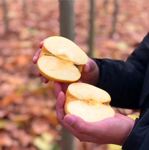 【快递停发，2月26日陆续发货】【新品上市】日本引进新品种 山东黄金维纳斯苹果 新鲜现摘 脆甜高糖17+ 纯甜无酸独特果绣苹果 商品图3