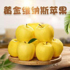 【快递停发，2月26日陆续发货】【新品上市】日本引进新品种 山东黄金维纳斯苹果 新鲜现摘 脆甜高糖17+ 纯甜无酸独特果绣苹果