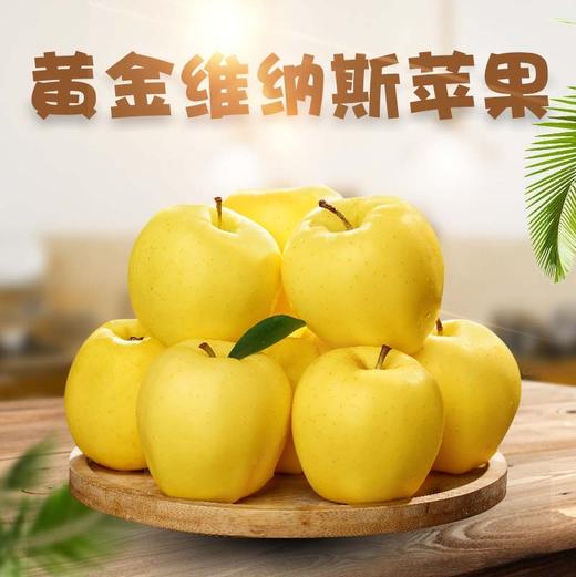 【快递停发，2月26日陆续发货】【新品上市】日本引进新品种 山东黄金维纳斯苹果 新鲜现摘 脆甜高糖17+ 纯甜无酸独特果绣苹果 商品图0
