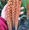生态红谷子小米 | 合作生产 * Ecological millet | Coproduction 商品缩略图2