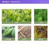 雅顿绿茶沐浴露500Ml 商品缩略图6