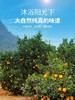 江西赣南脐橙中果（2斤起售） 商品缩略图4