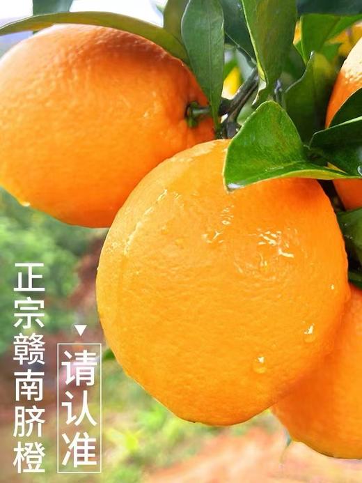 江西赣南脐橙中果（2斤起售） 商品图0