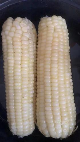 冻白粘玉米10个