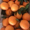 江西赣南脐橙中果（2斤起售） 商品缩略图1