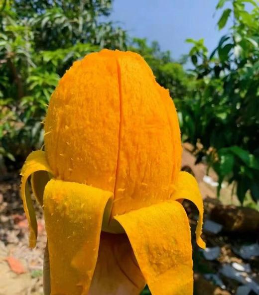 【19.9元/5斤】3.98每斤  凯特芒果大果 商品图3