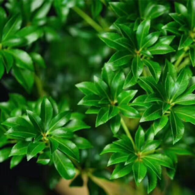 3月10日日本马醉木-100cm-10支