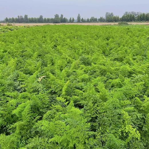 源频·胡萝卜 750g 商品图4