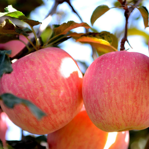 白水有机苹果【产地直发】@fn 商品图1