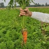 源频·胡萝卜 750g 商品缩略图3