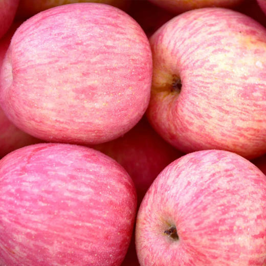 白水有机苹果【产地直发】@fn 商品图2