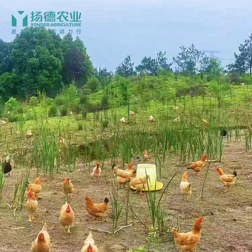 【超级爆款，明星产品】扬德林下土鸡 （1000g~1500g/袋） 商品图1