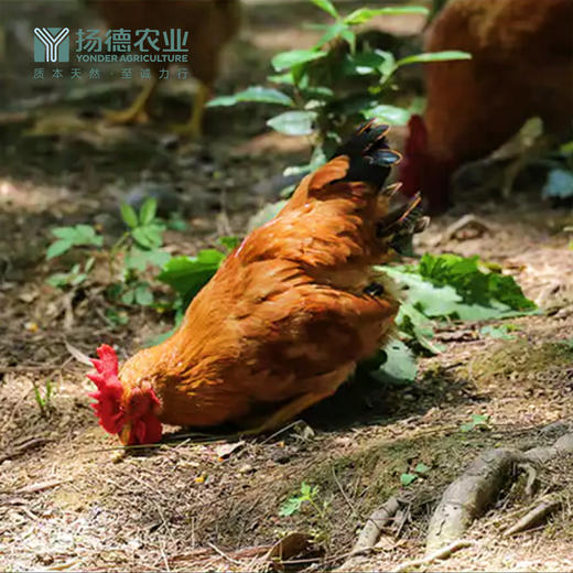 【超级爆款，明星产品】扬德林下土鸡 （1000g~1500g/袋） 商品图6