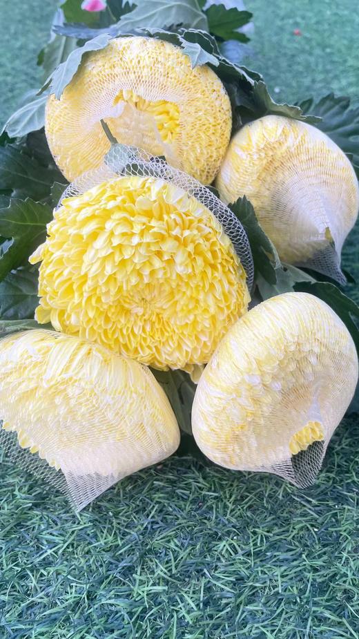 【真国色】国产牡丹菊  多色可选  5枝/扎 商品图14