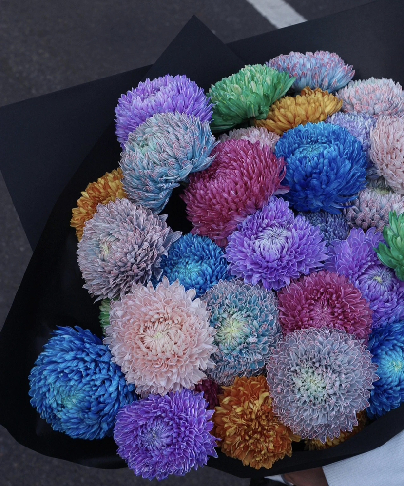 【真国色】国产牡丹菊  多色可选  5枝/扎