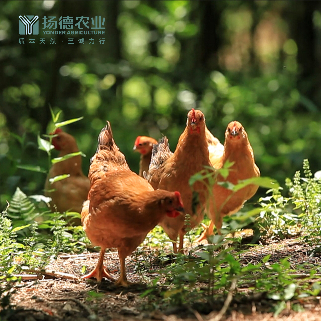 【超级爆款，明星产品】扬德林下土鸡 （1000g~1500g/袋）