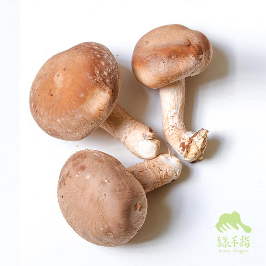 有机鲜香菇（陆运包邮） | 绿家自产 * Organic tea shitake | Self-production 商品图1