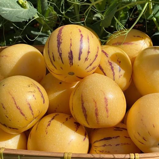 风化石人参果（9个装） 商品图2