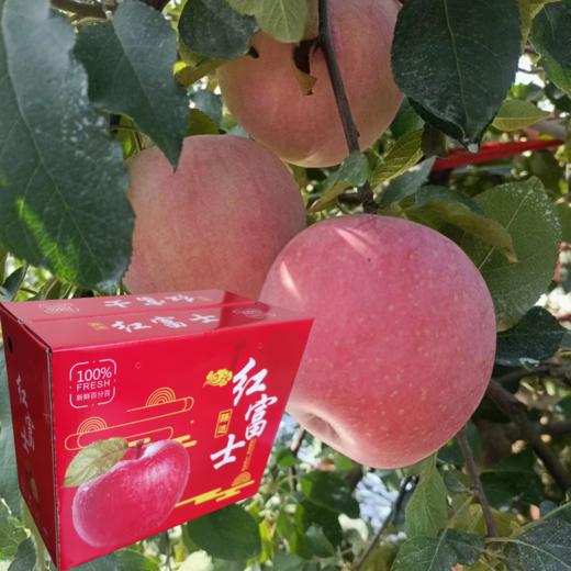 洛川红富士 精品爆甜大果 8斤礼盒装【FY】 商品图0