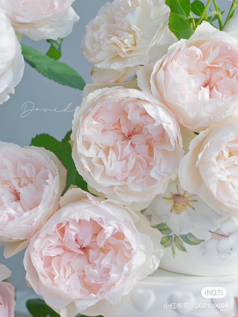 国产玫瑰-【可爱瓷】A