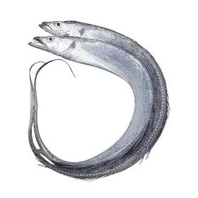 舟山野生带鱼（单条1-1.5斤款）