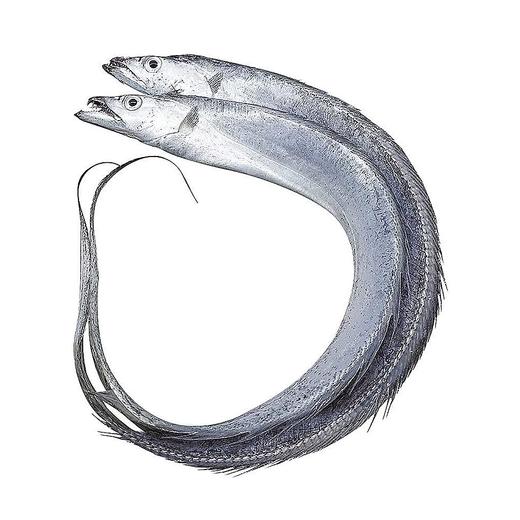 舟山野生带鱼（单条1-1.5斤款） 商品图0