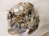 公母混河蟹3斤 商品缩略图0