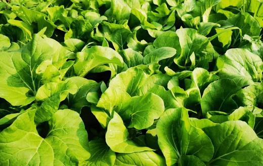 301本地白菜 约500克/份 商品图1