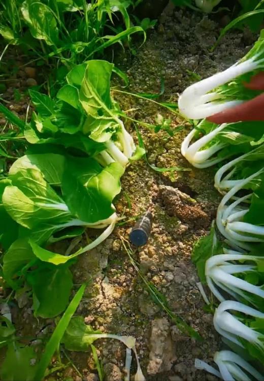 301本地白菜 约500克/份 商品图3