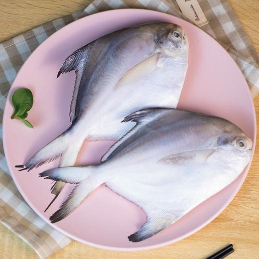 舟山野生鲳鱼（4-5两） 商品图1