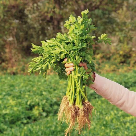 源频·芹菜 750g 商品图1