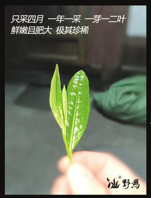 野为 | 2023年野生古树天尖60g尝鲜款 商品图5