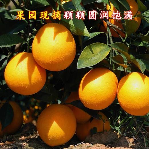 江西·赣南脐橙- 产地直发家庭装/礼盒装【水果】HEM 商品图4