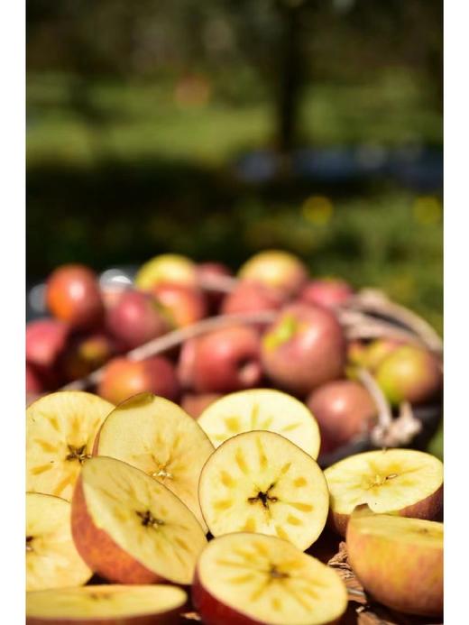 【产地优选】9.9元/每箱  云南 冰糖心丑苹果（3.5斤左右） 商品图1