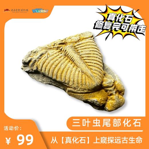 【河南自博-游馆】化石修复实验站 商品图3