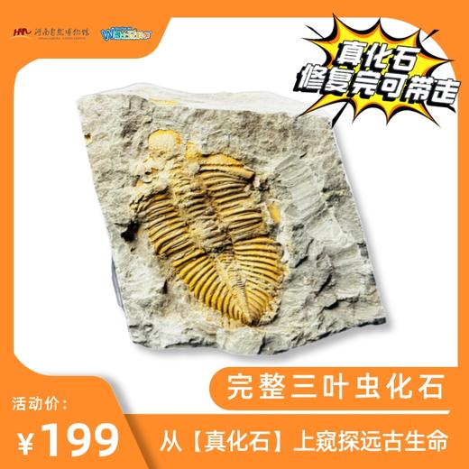 【河南自博-游馆】化石修复实验站 商品图2
