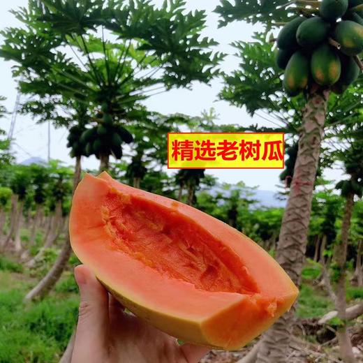 【产地直采】9.9元2颗红心木瓜 商品图2